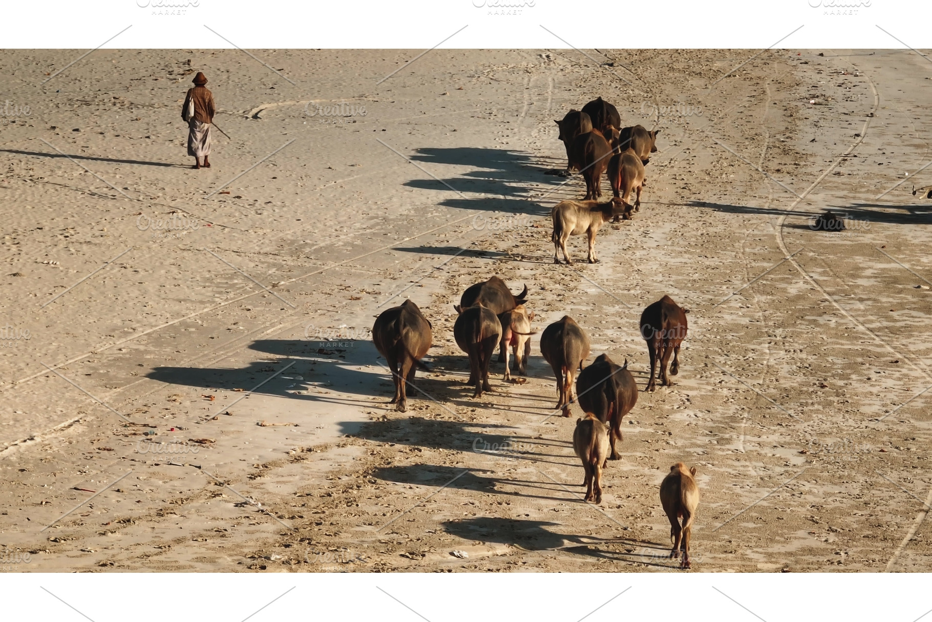 Shepherd herding water buffalo on, an Animal Photo by Goinyk
