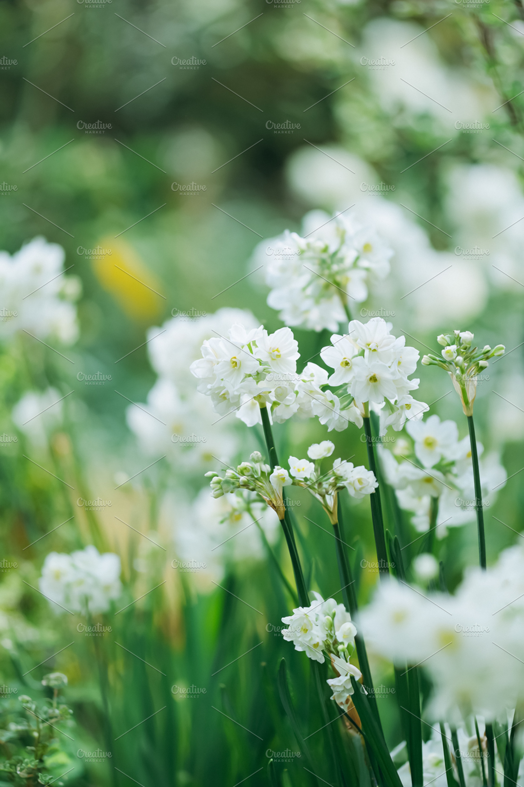 Delicate white narcissus paperwhite flowers blooming in a spring, a Photo by Studio ANNA