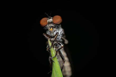Holcocephala fuscaSpecies of Robber Fly, an Animal Photo by Clinton Weaver