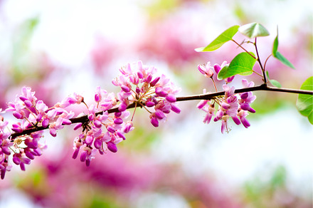 Blooming Judas tree. Cercis, a Nature Photo by Enjoy Photo