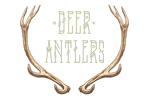 Deer antlers collection.