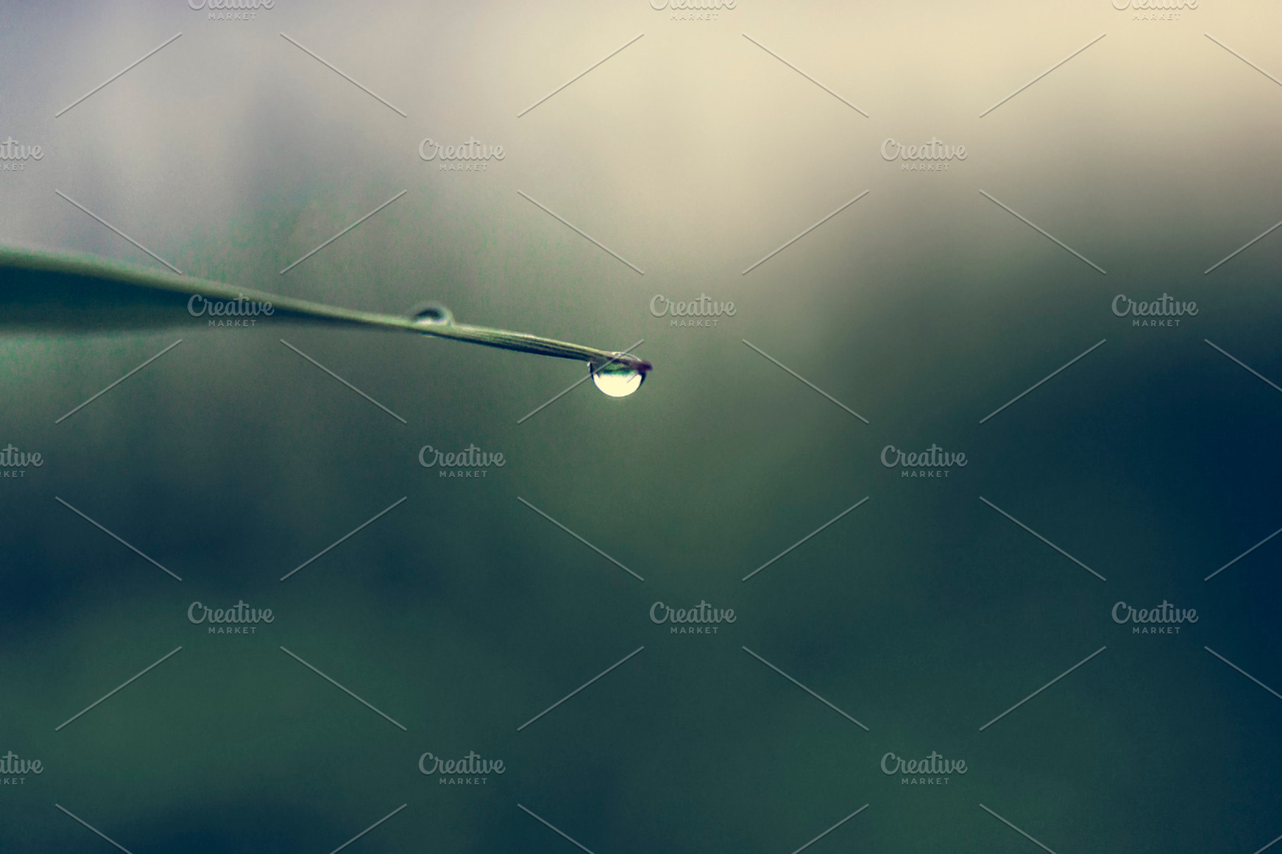 Water Droop On Grass