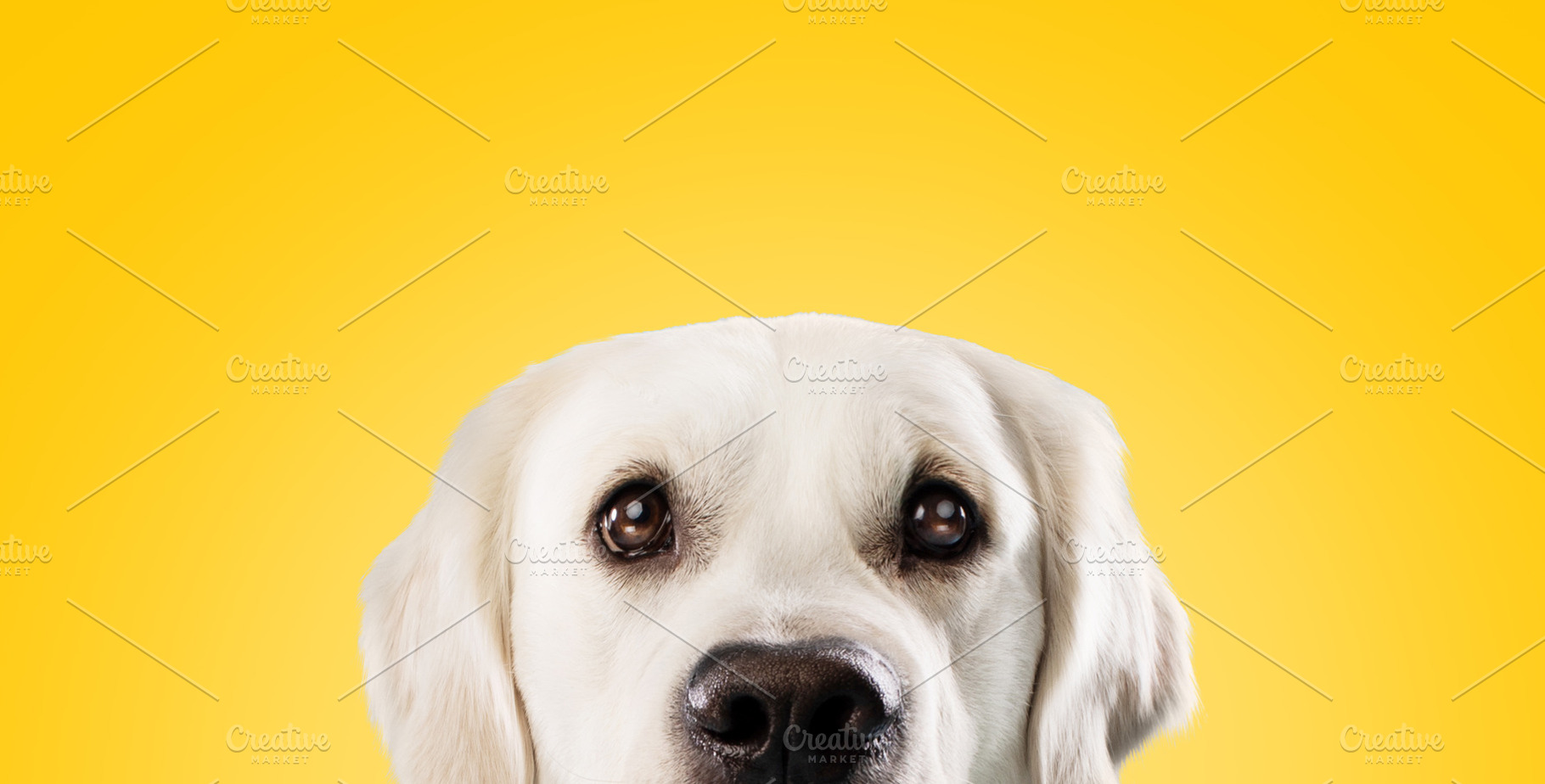 Pretty golden retriever dog with big dark eyes peeking and looking at camera ov, a Photo by Prostock-Studio