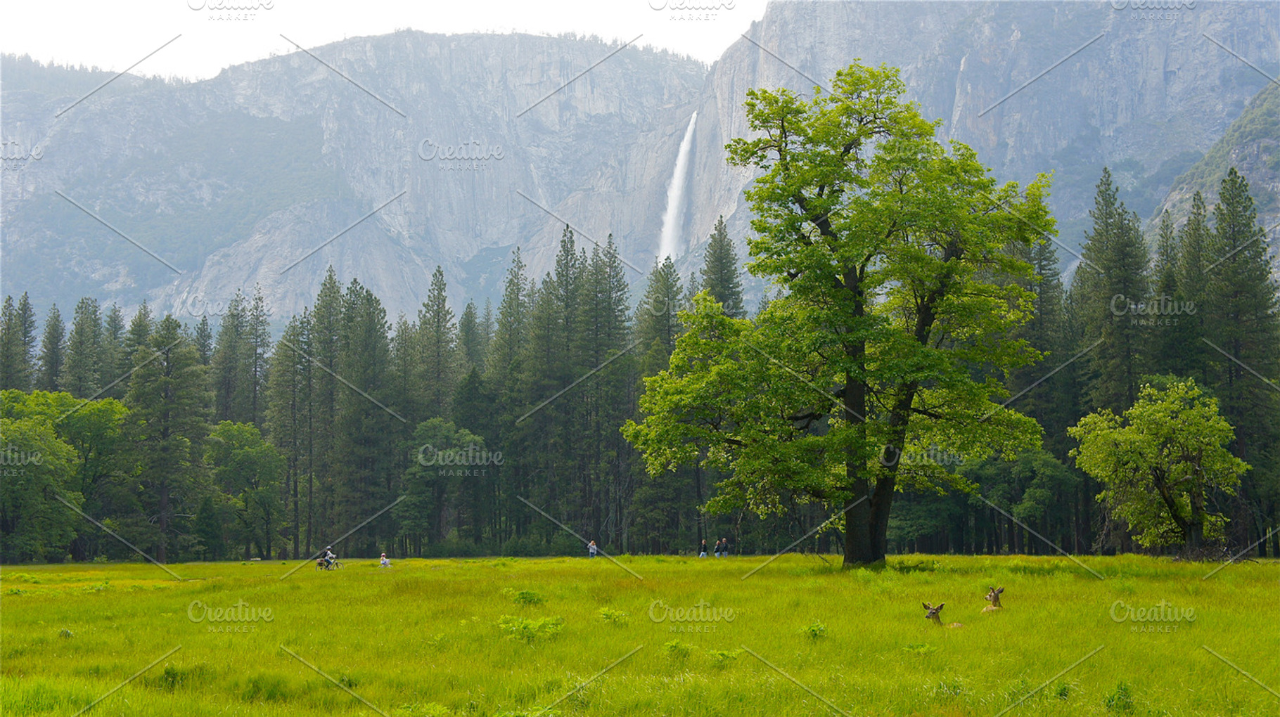Idyllic Paradise 2, Yosemite Deer