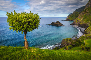 Lonely tree on the seaside slope, a Nature Photo by Alpine Dreams