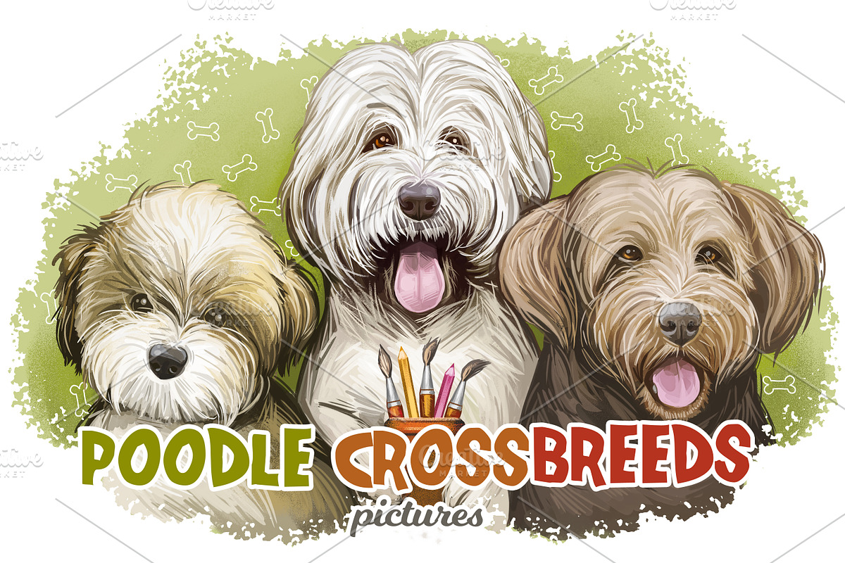 Poodle Cross Breeds 27 Dogs/Puppies, an Animal Illustration by Dneprstock (Photo 1 of 27)