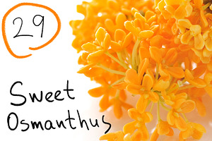 29 Sweet Osmanthus photos, a Nature Photo by Pullia