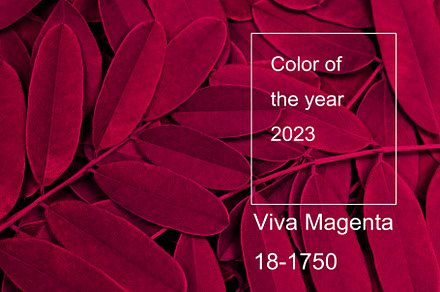 Viva magenta color of the year 2023. Background with dark leaves, fresh flat ba