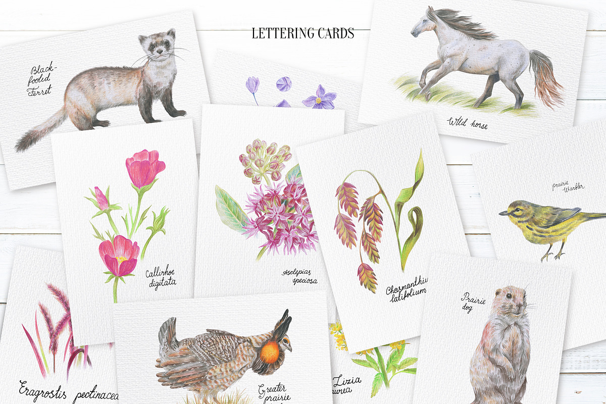 Prairie aesthetics. 52 items, an Animal Illustration by Art by Lady Natali (Photo 13 of 13)