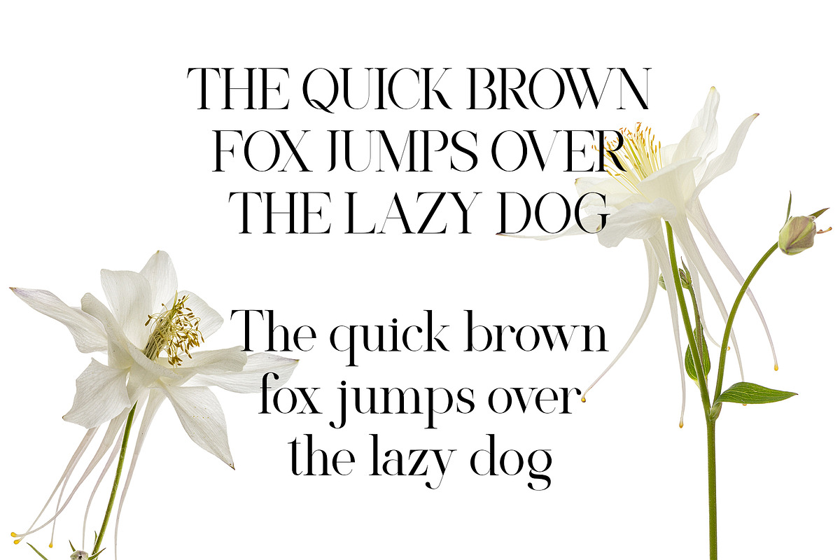 Klivora - Elegant Serif Font, a Serif Font by Idea Studio (Photo 12 of 14)