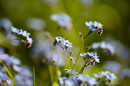 Tiny bright blue forget me not flowers, close-up, selective focus with bokeh gr, a Nature Photo by Rohan Photography