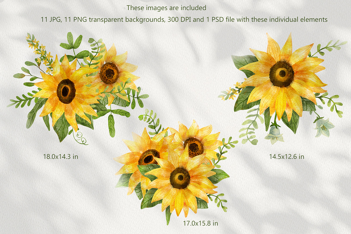 Sunflowers Watercolor Collection, an Illustration by Anna Druzhkova (Photo 2 of 17)