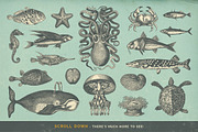 SALE! 100 Sealife Illustrations, an Animal Illustration by Anja Kaiser (Thumbnail 3 of 6)