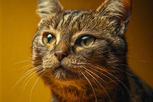 Cute funny Cat stock image, a Photo by ComfortQ