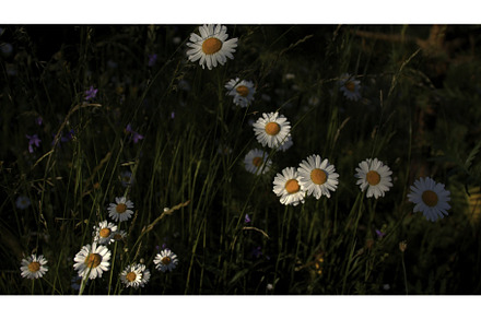 A field with sunny flowers. Creative, a Nature Photo by Media Whale Stock