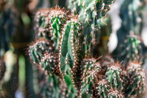 Close-Up of Green Cactus, a Nature Photo by Ales Munt