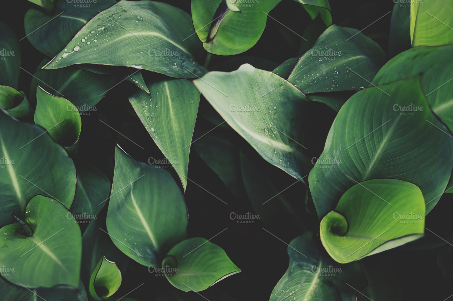 Spiral Leaves with Raindrops, a Nature Photo by René Jordaan Photography