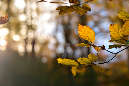 Autumn leaves featuring autumn, leaves, and fall