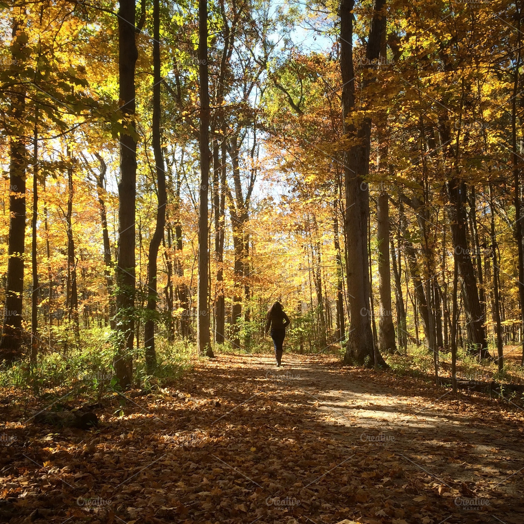 Autumn Walk in the Woods, a Nature Photo by Digital Wabi Sabi