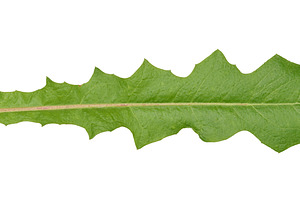 Green carved dandelion leaf with jagged edge on isolated backgro, a Nature Photo by ndanko