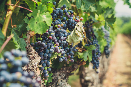 Grapes Fallen From The Vine preview 6