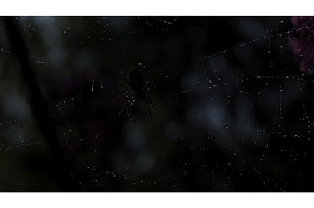 A small black spider in macro, an Animal Photo by Media Whale Stock