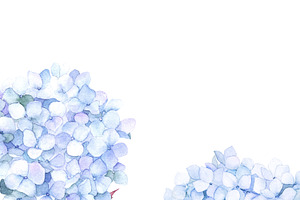 Watercolor Hydrangea Flowers Clipart