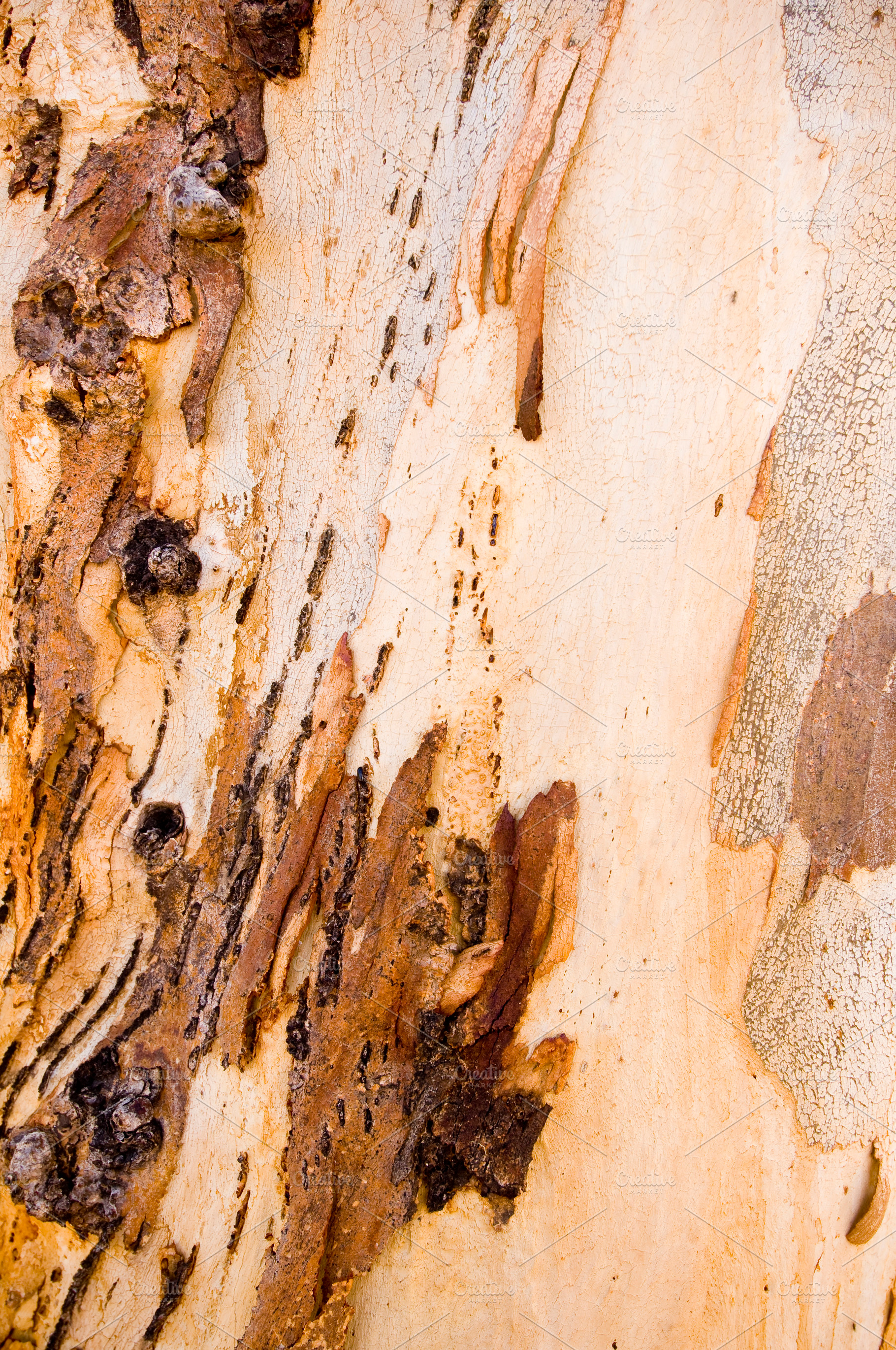 Gum Tree Bark, a Background Photo by THP Creative