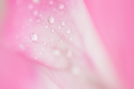 Bambu essence featuring macro, detail, and nature preview 6