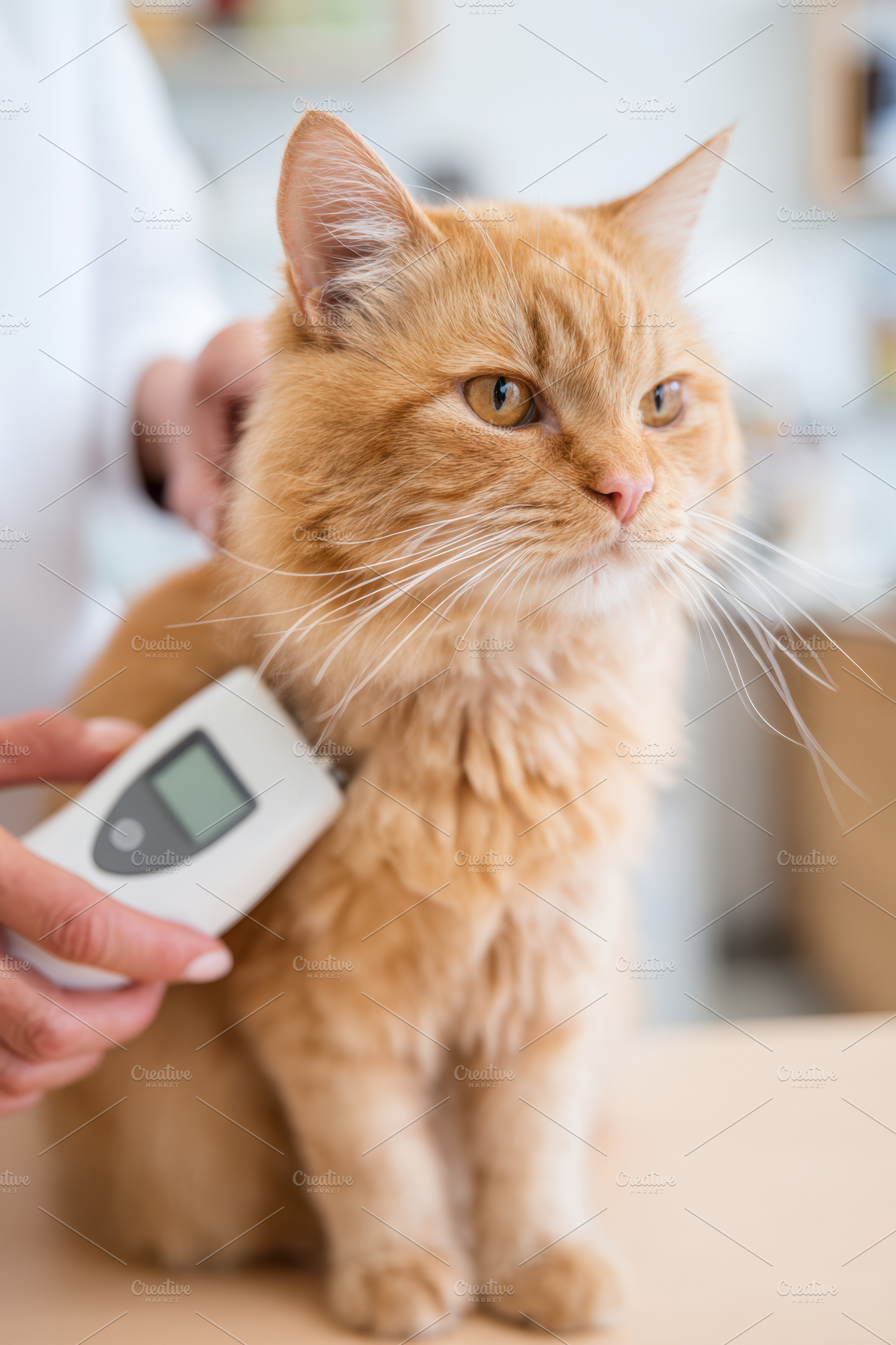 Health check of a fluffy orange cat with thermometer, an Animal Photo by AlyaAnd
