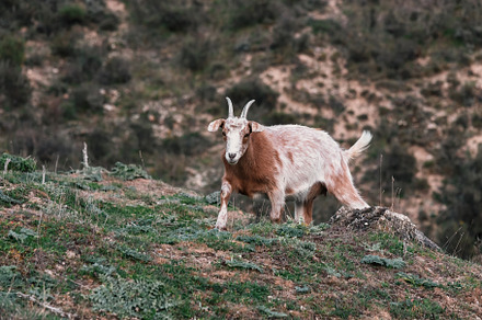 Goat in the field - Animal welfare c, an Animal Photo by Perpis