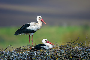 White storks nesting, one standing, one incubating eggs, an Animal Photo by Byrdyak