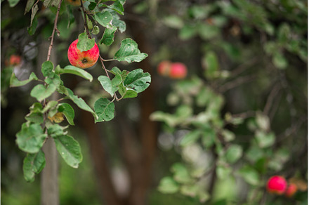 Ripe red apples on a green tree