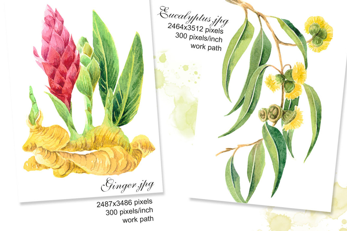 Botanical watercolor illustrations, an Illustration by Marina.Markizova (Photo 3 of 5)