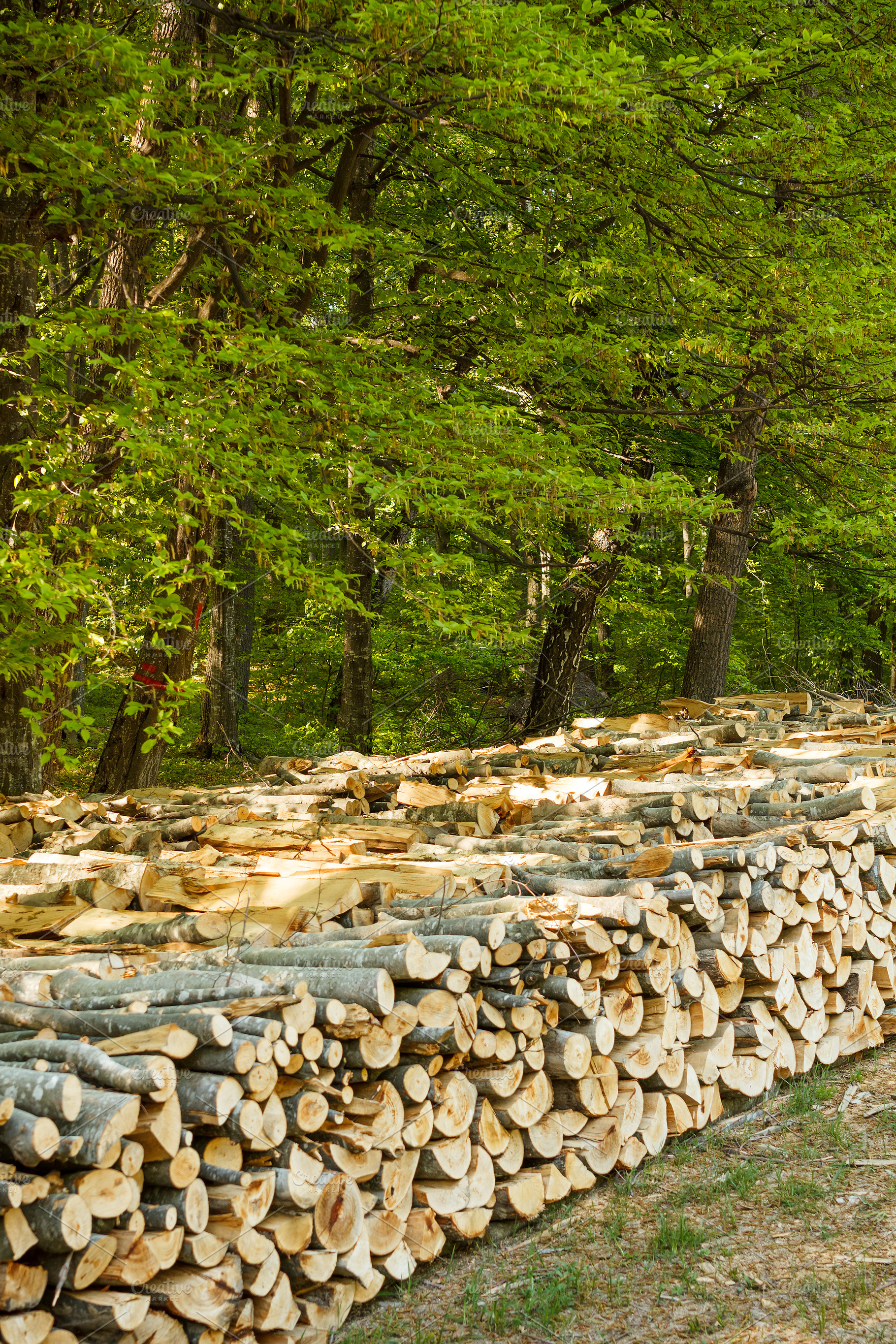 Cut trees in a forest containing tree, cut, and wood, a Nature Photo by Grafvision photography