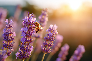 Buzzing bees gather nectar from blooming lavender under a sunset sky, a Nature Photo by AlyaAnd