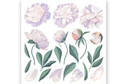 White & Pink Realistic Peonies Set, an Illustration by MarynaPetrovska (Thumbnail 3 of 23)