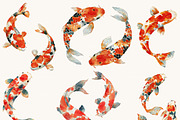 Watercolor Koi Fish Clipart, an Animal Illustration by Design Scotch (Thumbnail 4 of 9)