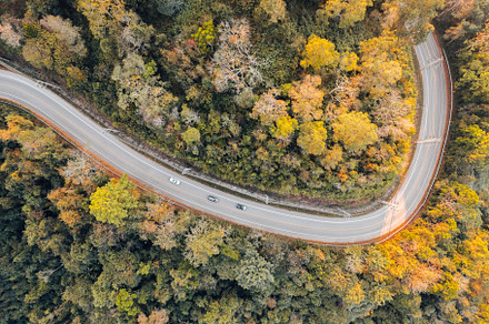 fall trees from above,Overhead view of a road in a forest in aut, a Nature Photo by Art Rachen