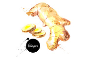 Watercolor Herb & Spices Vector Set, a Food Illustration by Elena Pimonova (Thumbnail 2 of 5)