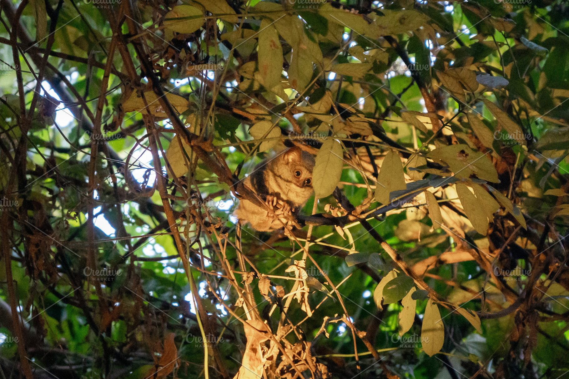 Spectral tarsier hidden in the forest at Tentena, Sulawesi, Indo, an Animal Photo by GoodGoods