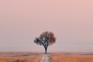 Lonely Tree on a Dirt Road at Sunset, a Photo by Pixeness Studio