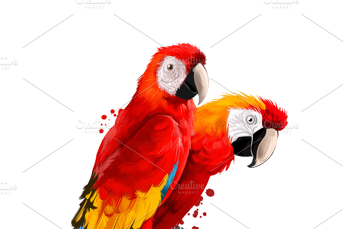 Tropical Birds SET, Exotic Species, an Animal Illustration by Dneprstock (Photo 9 of 10)