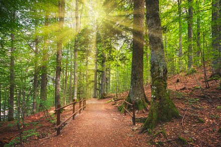 Forest with pathway and sun light