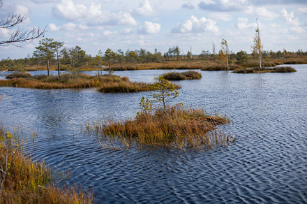 Belarusian swamp lake in Yelnya Belarus in autumn. Ecosystems environmental pro, a Nature Photo by SaulichPhoto