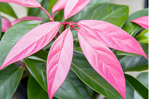 Photinia plant with striking red new, a Nature Photo by Lermont51