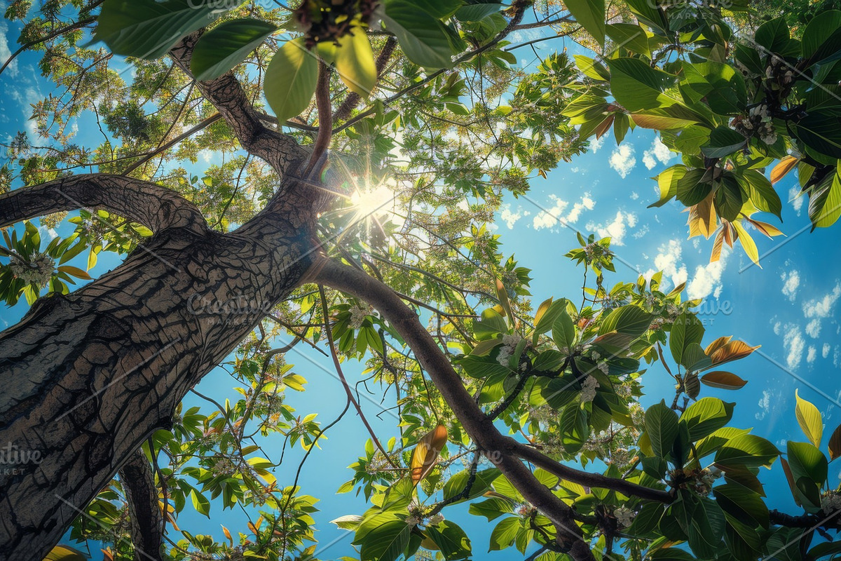 98 Trees view from below, a Nature Photo by Handmadefont (Photo 29 of 98)