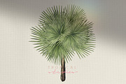 Tropical Vintage jungle palm leaves, a Texture Illustration by January Bloom (Thumbnail 5 of 11)