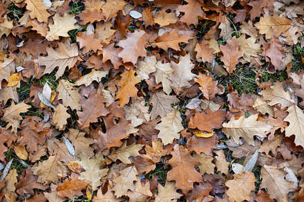 dry oak leaves in frost lie on the ground in autumn., a Nature Photo by SaulichPhoto