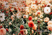 Glow - Soft Lens Focus Action, an Action Add-On by Studio 2am (Thumbnail 5 of 6)